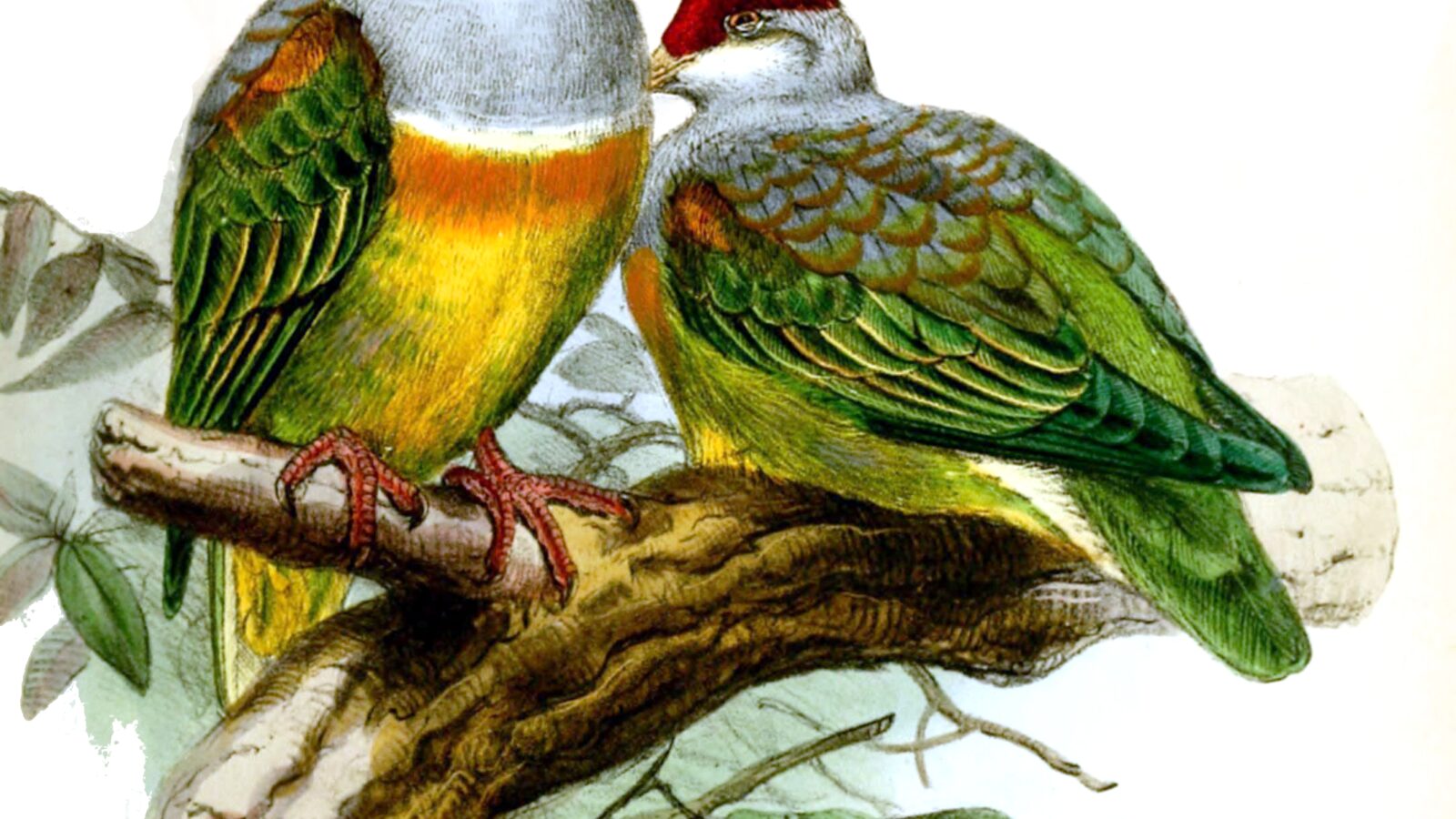 Wallace’s Fruit Dove