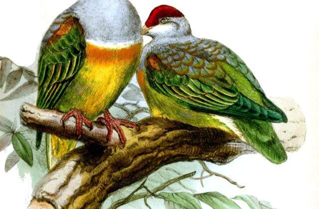 Wallace’s Fruit Dove