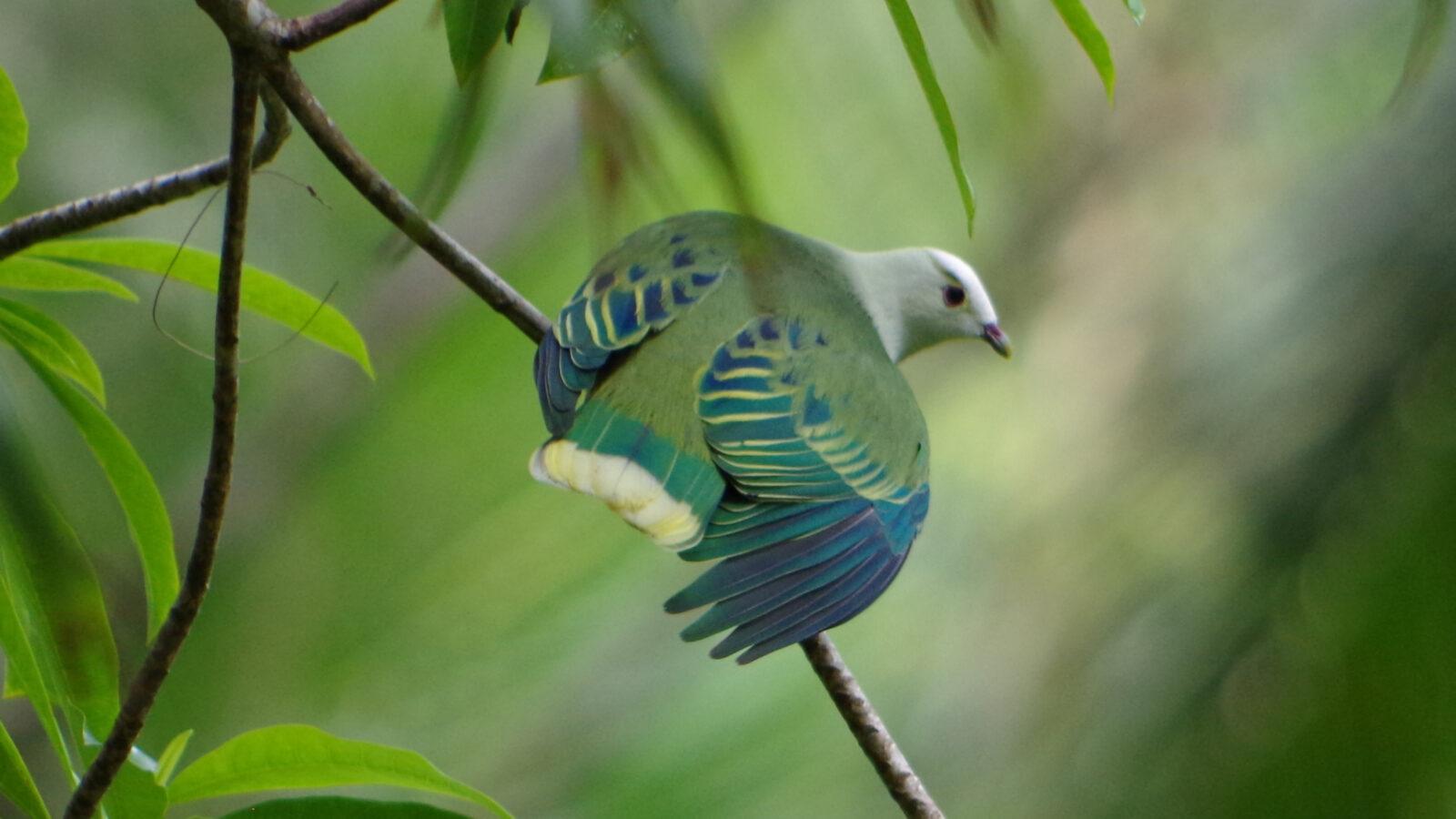 White-capped Fruit Dove