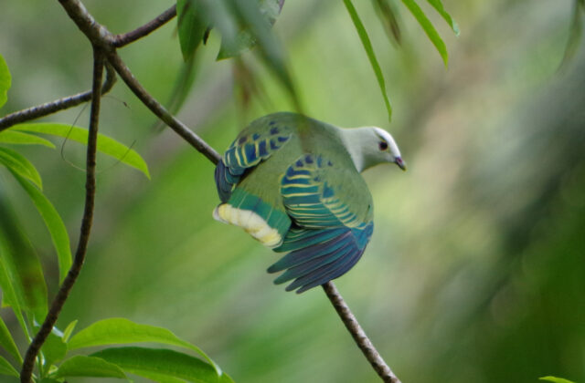 White-capped Fruit Dove