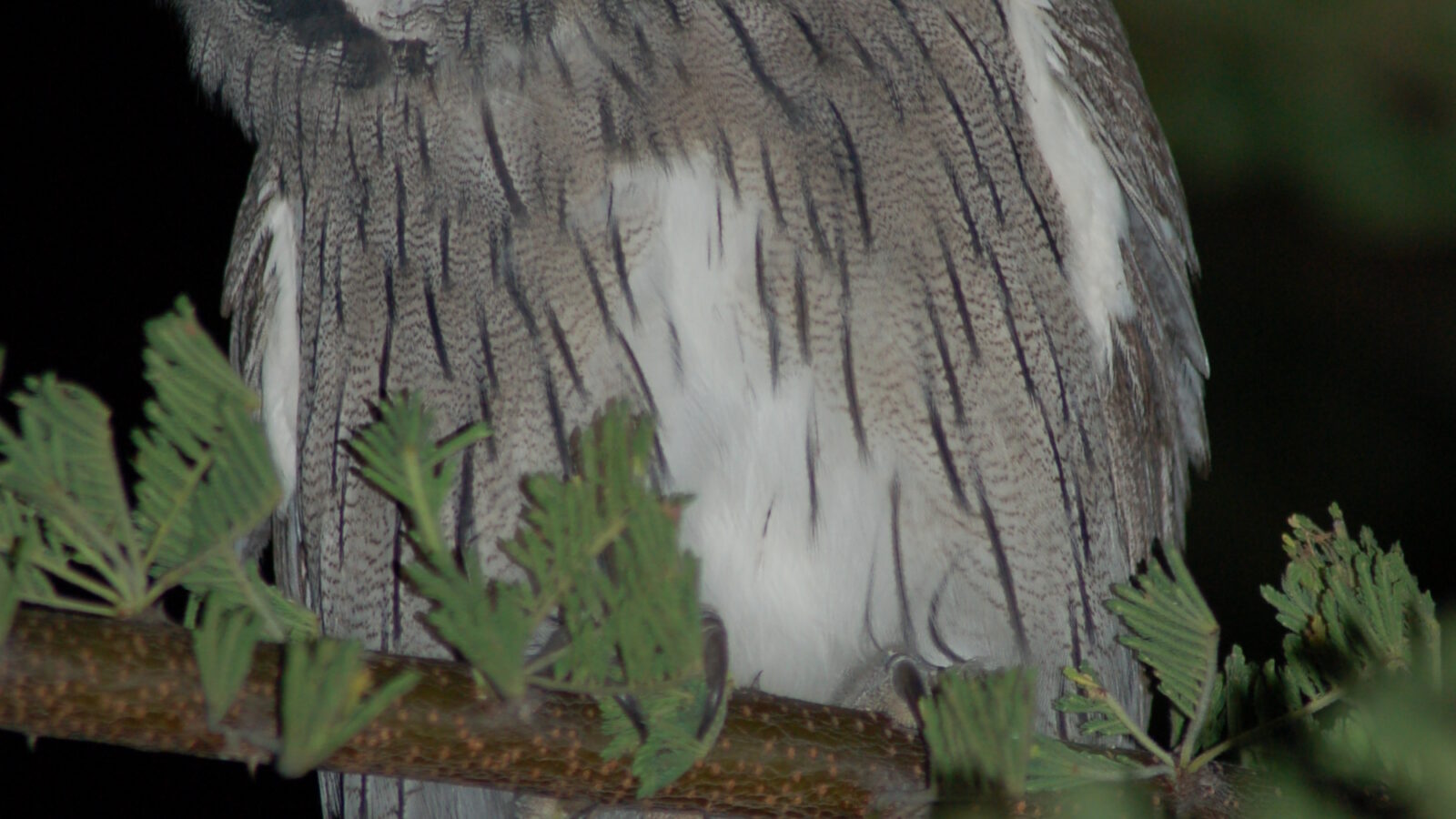 Southern White-faced Owl