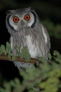 Southern White-faced Owl