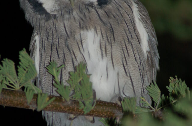 Southern White-faced Owl