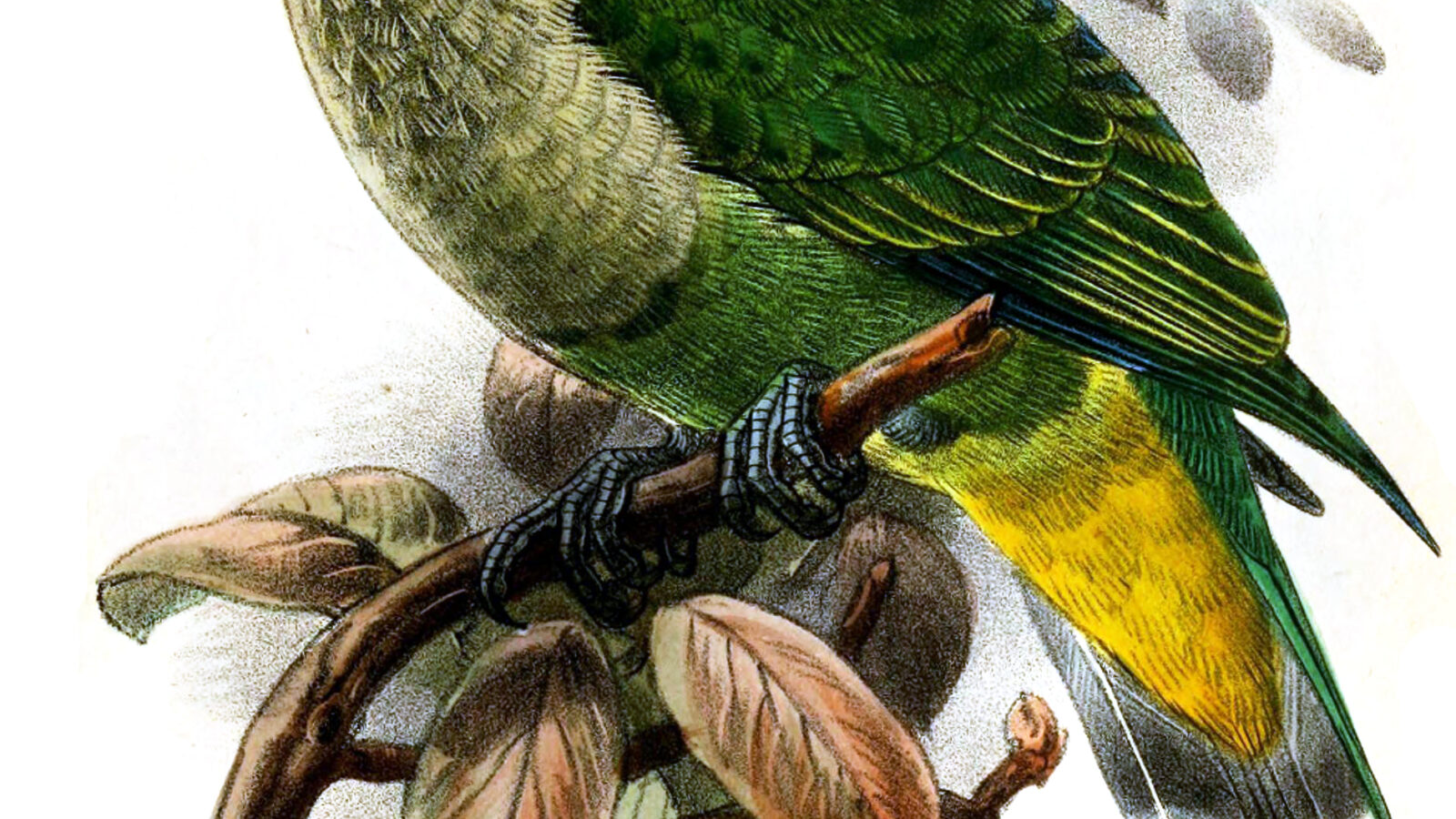 Crimson-crowned Fruit Dove