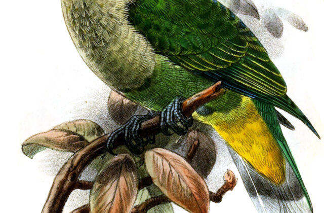 Crimson-crowned Fruit Dove