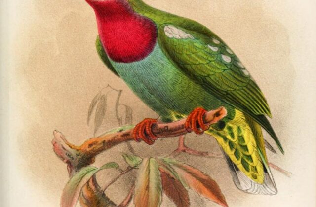 White-headed Fruit Dove