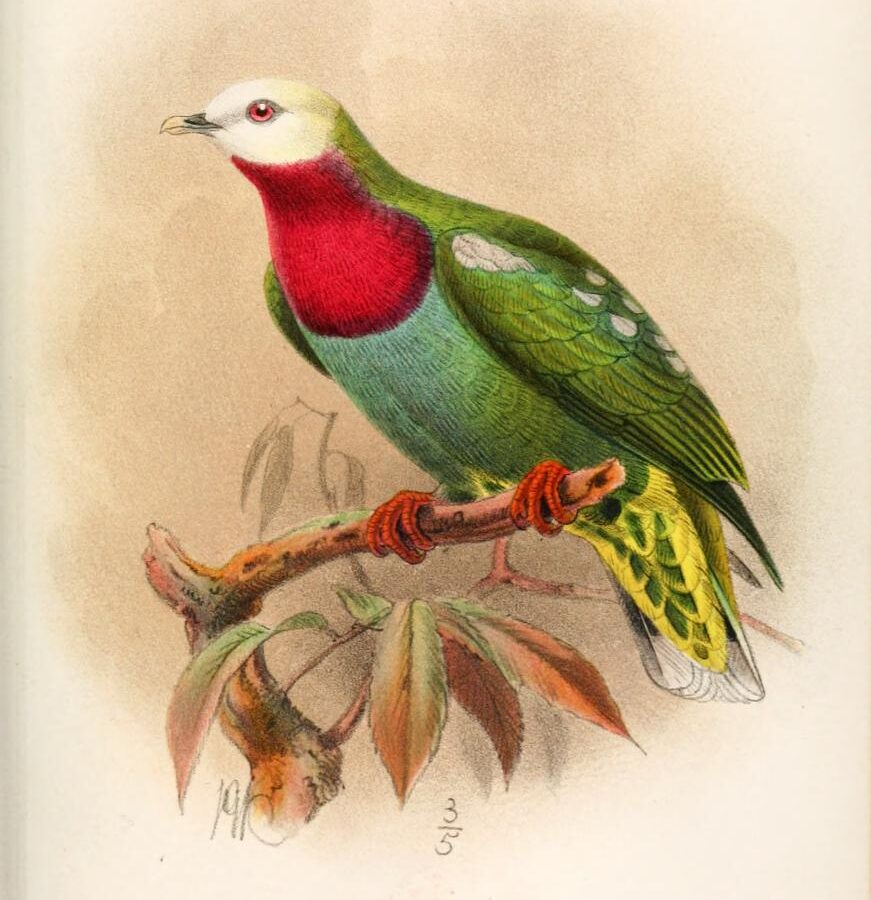 White-headed Fruit Dove