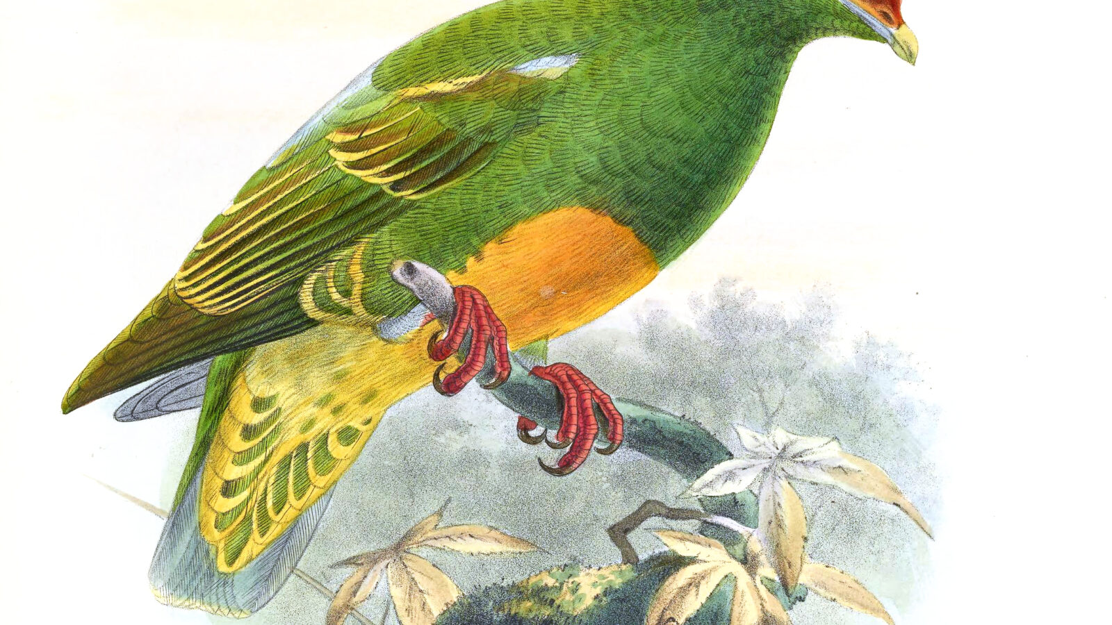 Knob-billed Fruit Dove