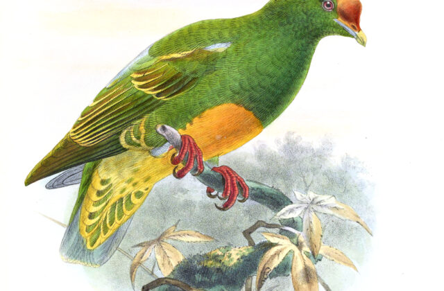 Knob-billed Fruit Dove