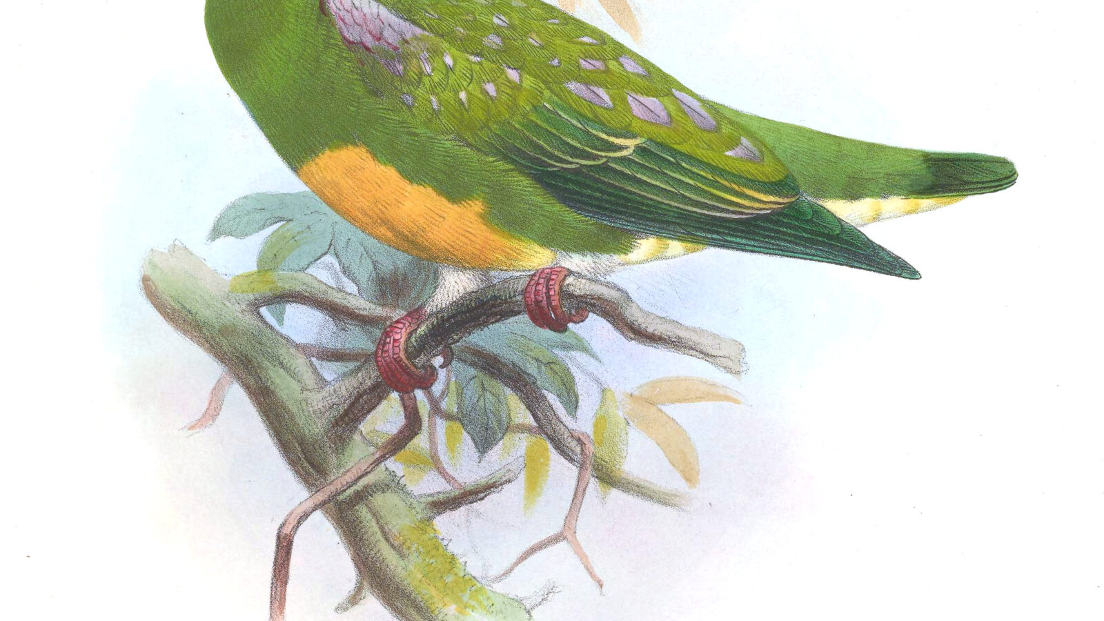 Orange-bellied Fruit Dove
