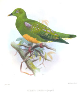 Orange-bellied Fruit Dove