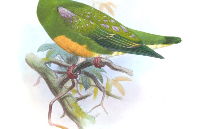 Orange-bellied Fruit Dove
