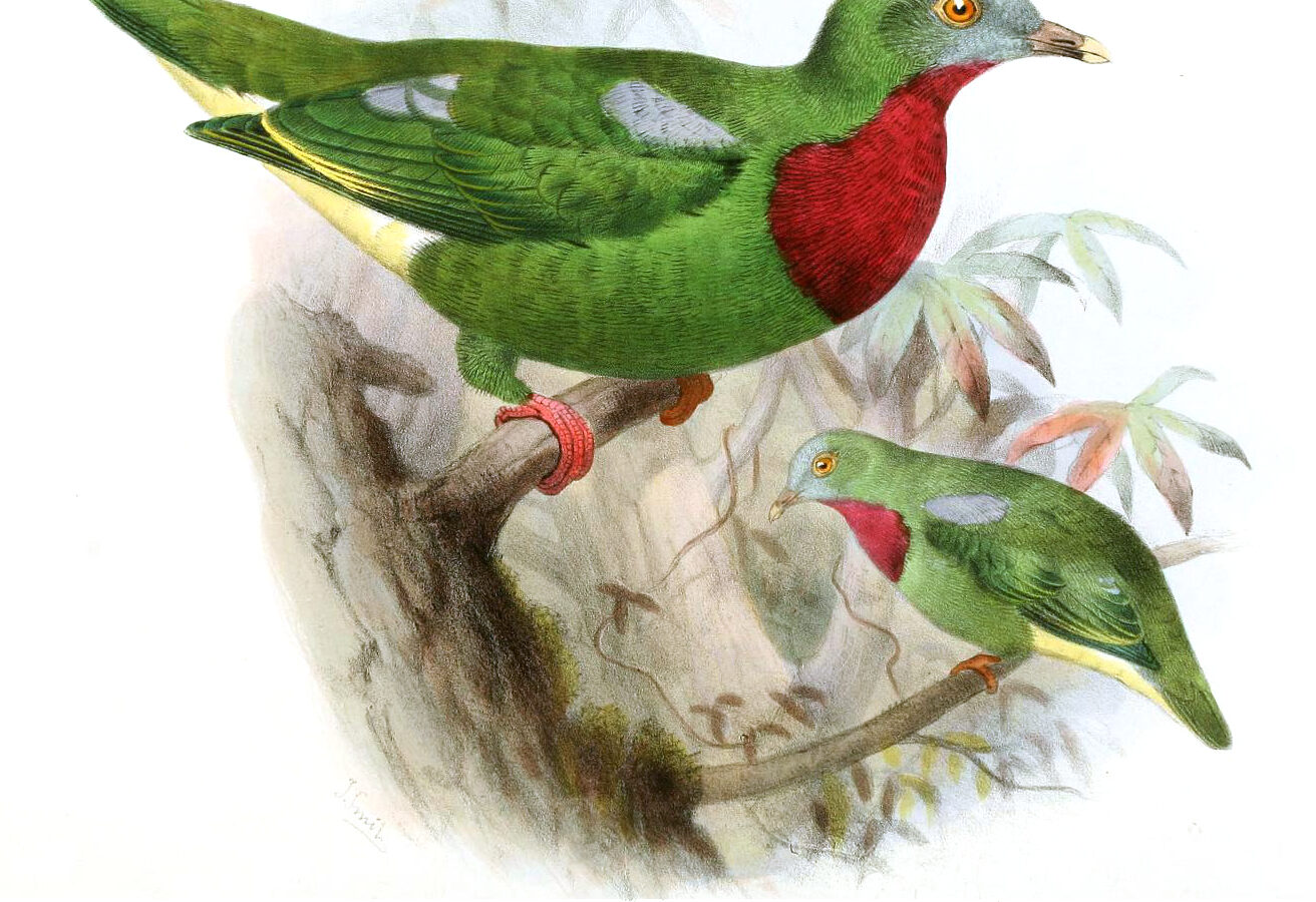 Claret-breasted Fruit Dove