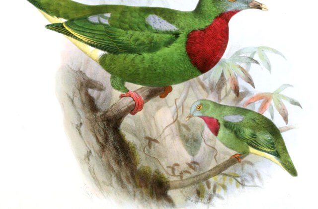 Claret-breasted Fruit Dove
