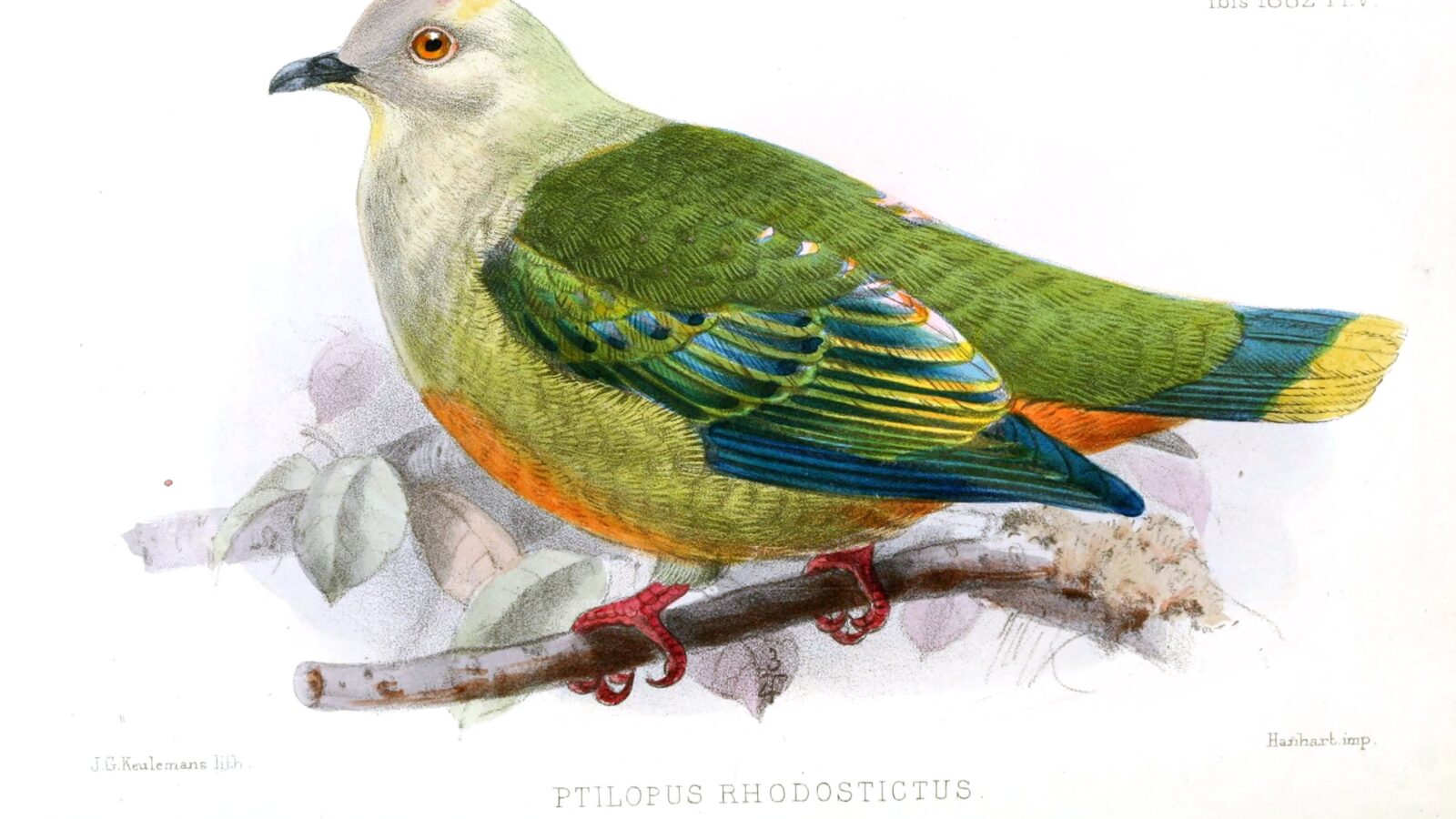 Silver-capped Fruit Dove