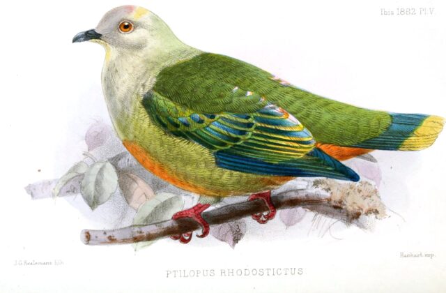 Silver-capped Fruit Dove
