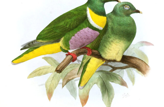 Yellow-bibbed Fruit Dove