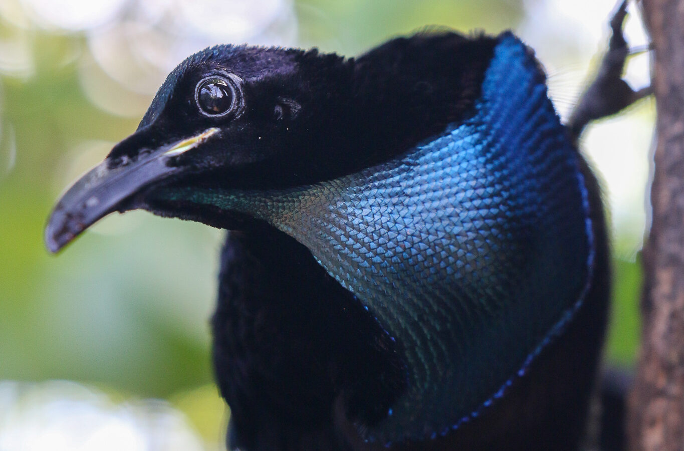 Magnificent Riflebird