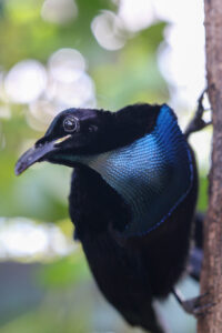 Magnificent Riflebird