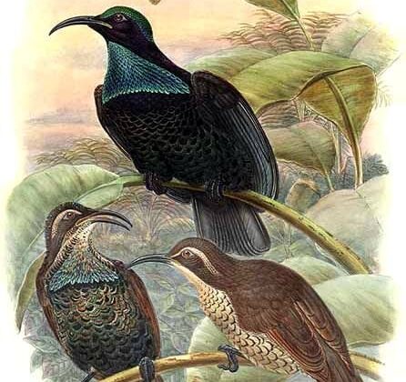 Paradise Riflebird