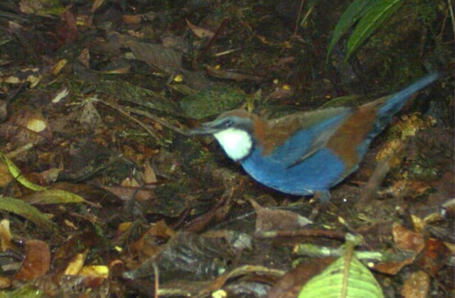 Chestnut-backed Jewel-babbler