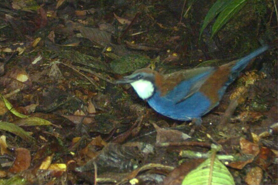 Chestnut-backed Jewel-babbler
