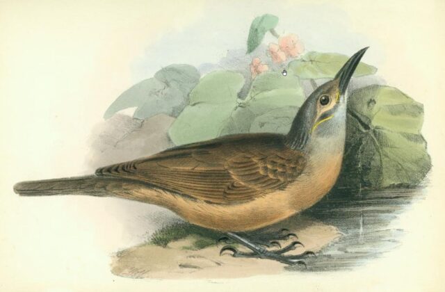 White-streaked Honeyeater