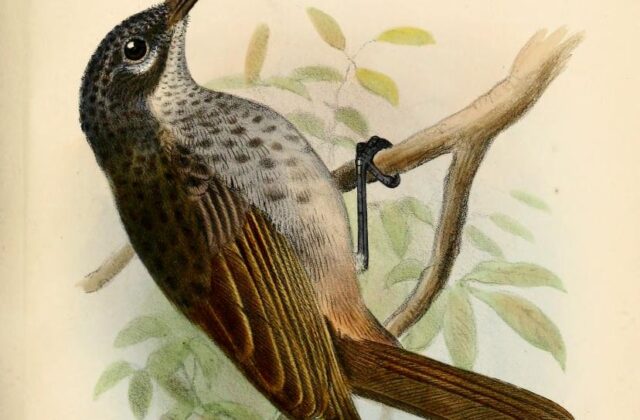 Marbled Honeyeater