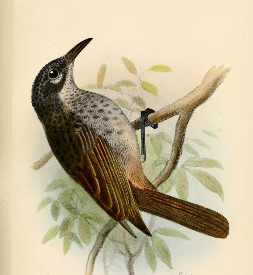 Marbled Honeyeater