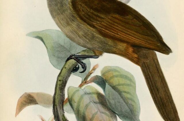 Long-billed Honeyeater