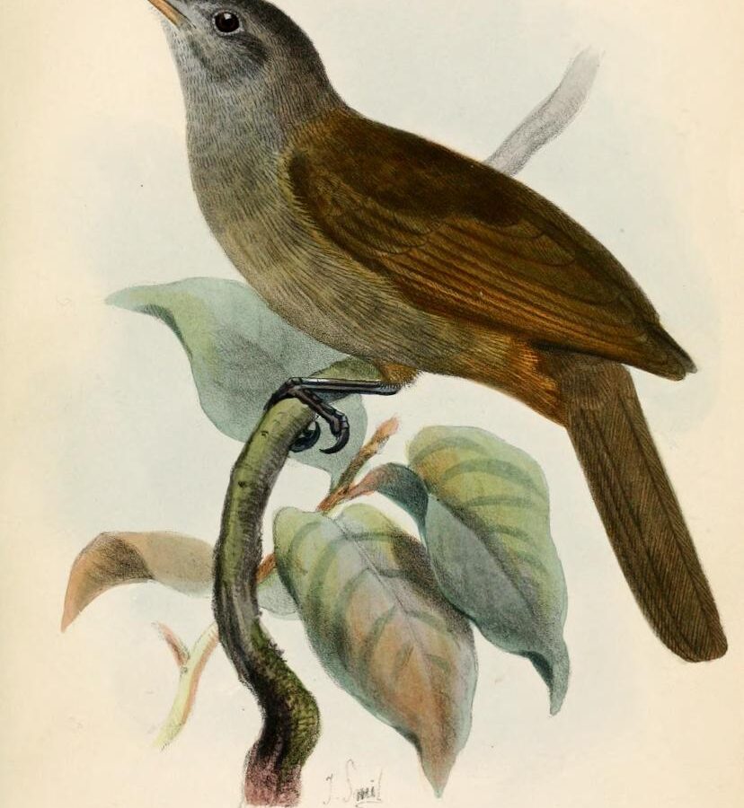 Long-billed Honeyeater