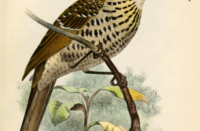 Spotted Honeyeater