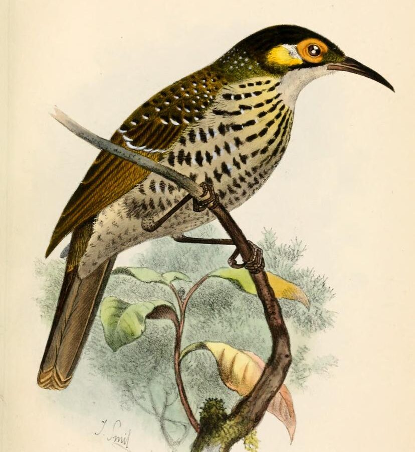 Spotted Honeyeater