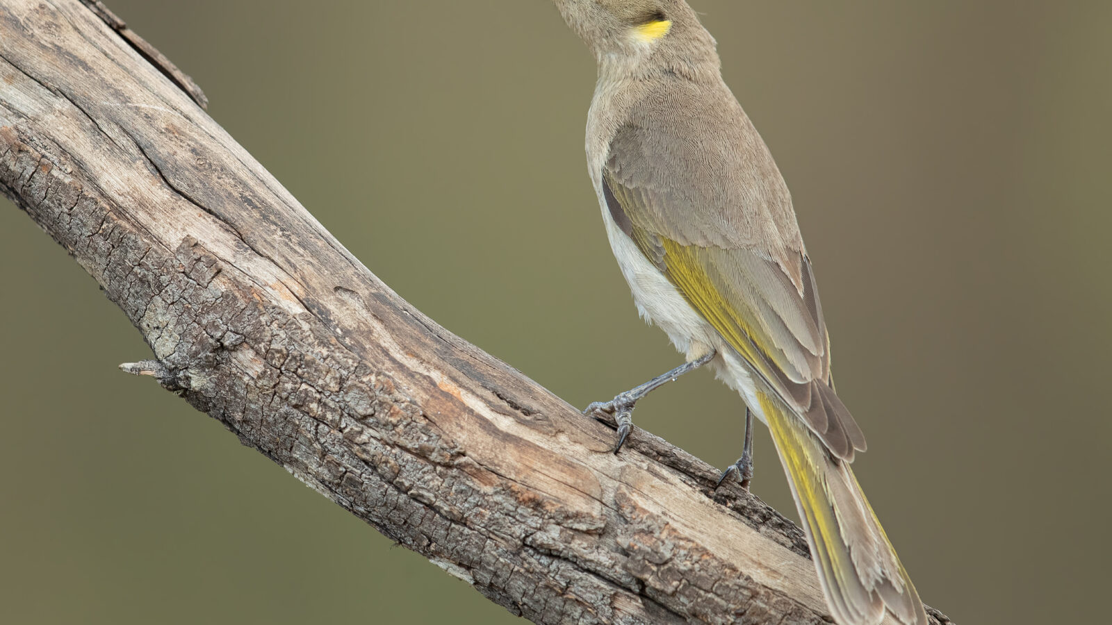 Fuscous Honeyeater