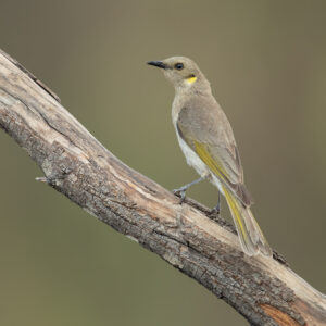 Fuscous Honeyeater