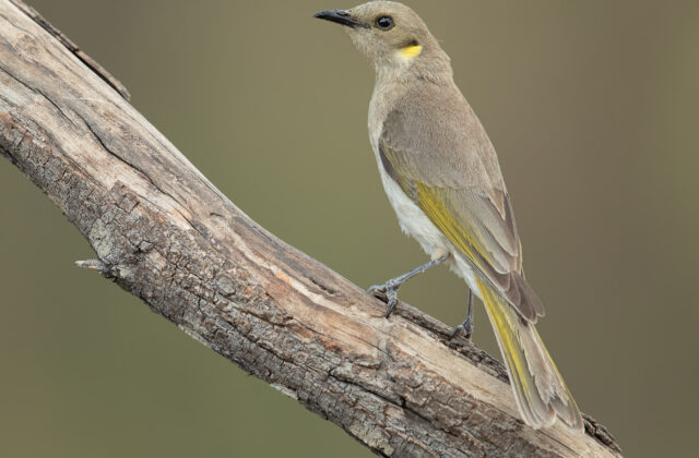Fuscous Honeyeater