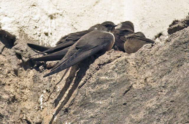 Eurasian Crag Martin
