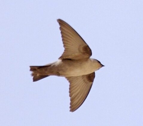 Pale Crag Martin