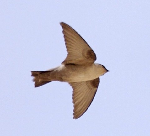 Pale Crag Martin