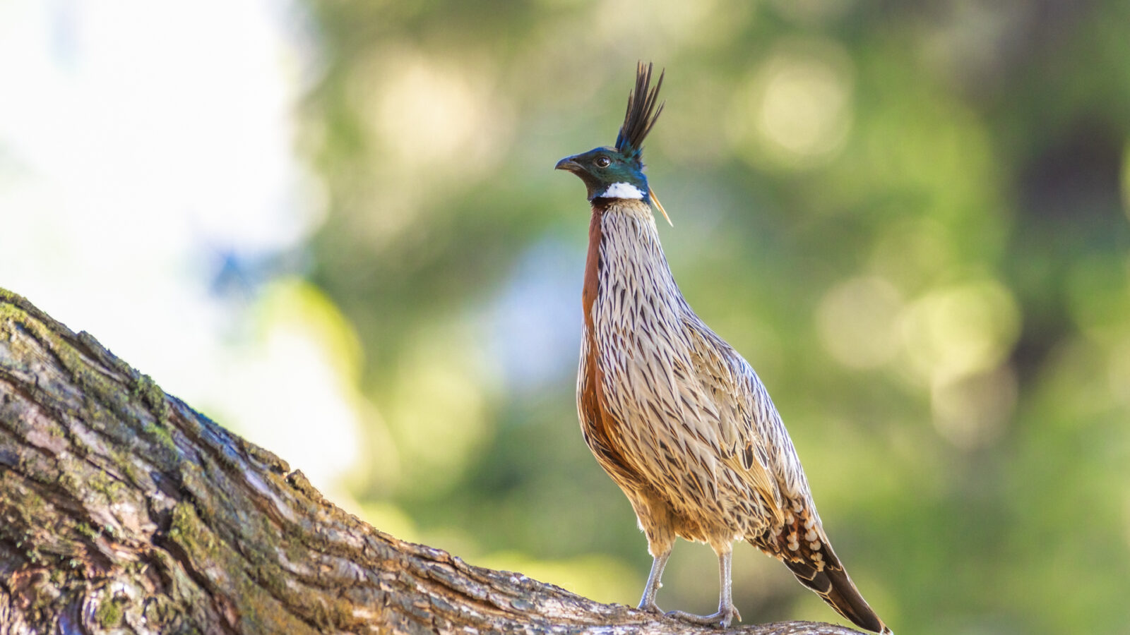 Koklass Pheasant
