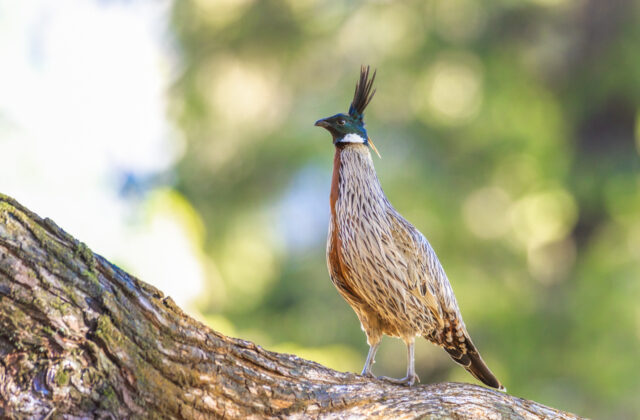 Koklass Pheasant
