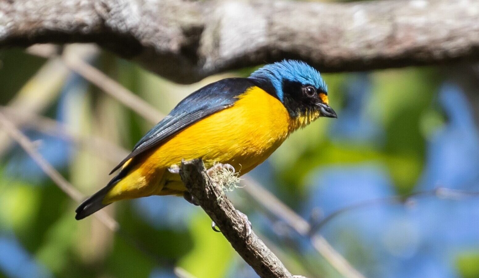 Puerto Rican Euphonia