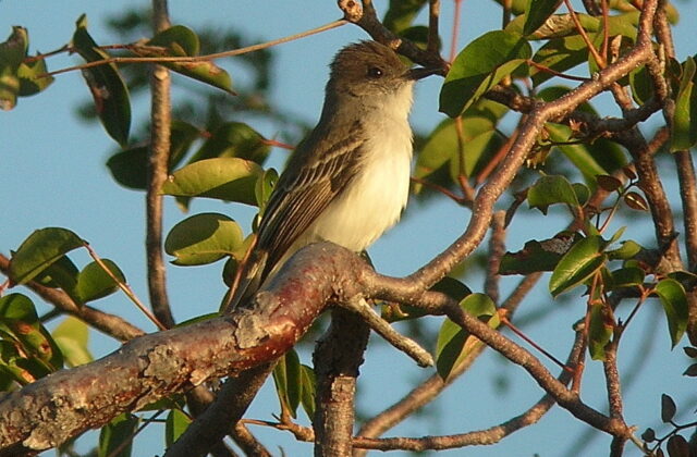 Puerto Rican Flycatcher