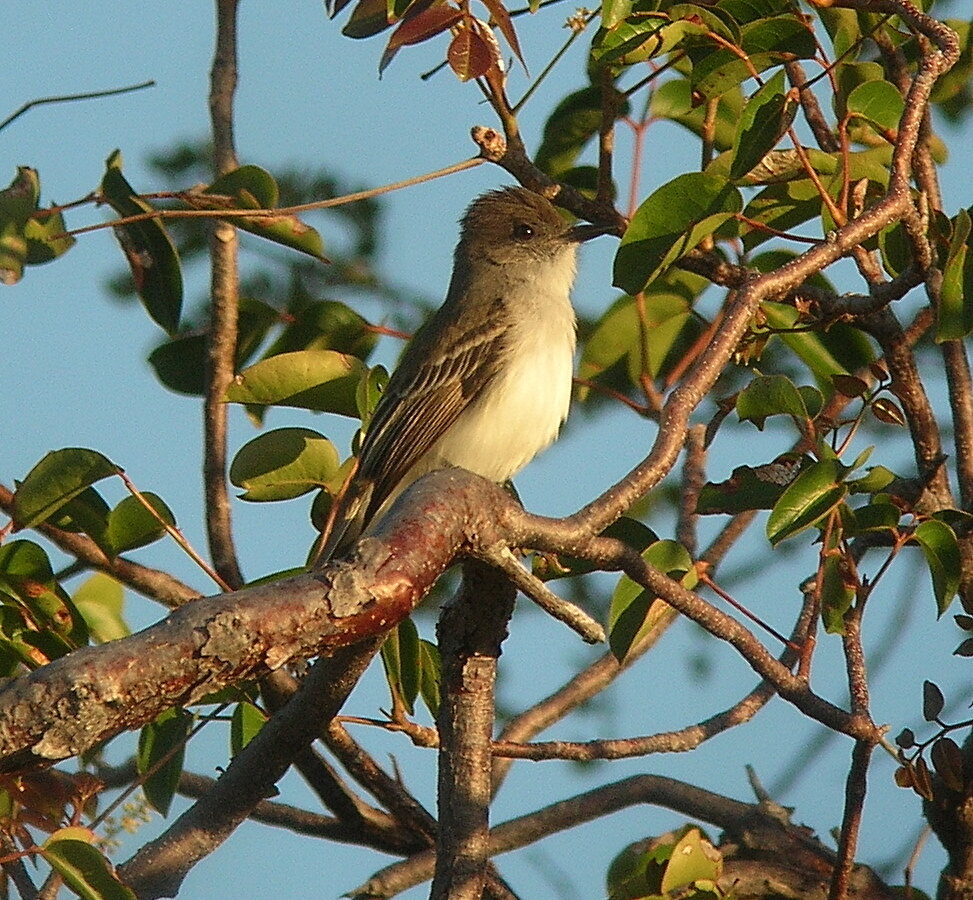 Puerto Rican Flycatcher
