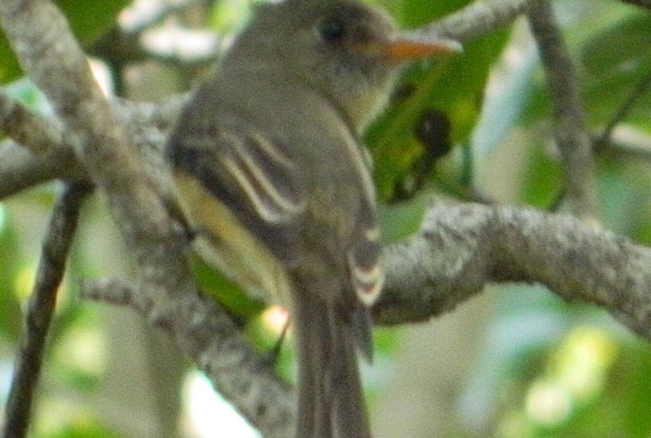 Lesser Antillean Pewee