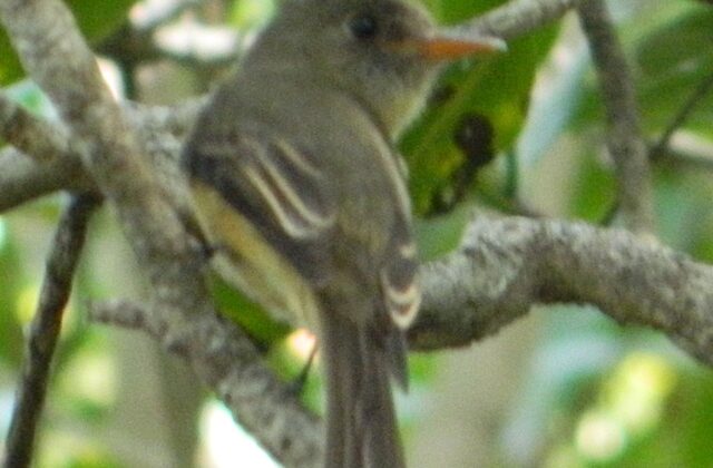 Lesser Antillean Pewee