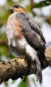 Sharp-shinned Hawk
