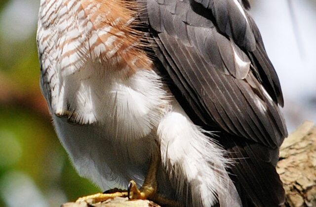Sharp-shinned Hawk