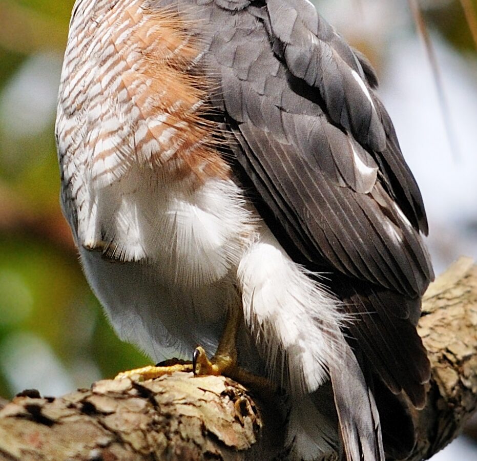 Sharp-shinned Hawk