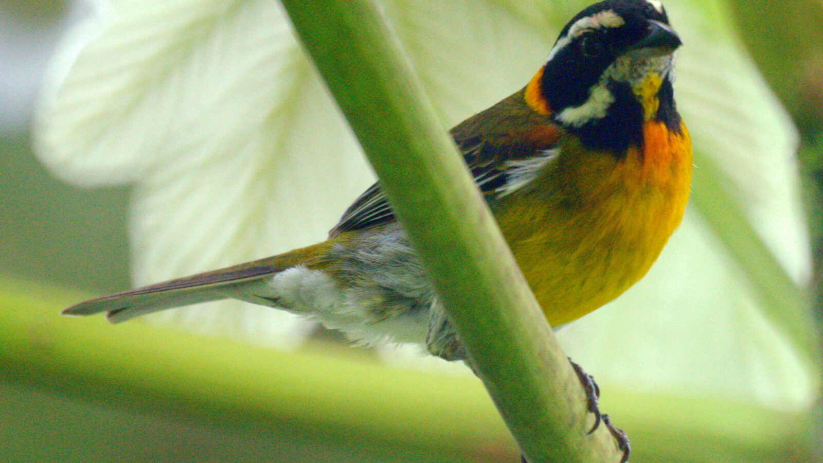 Puerto Rican Spindalis